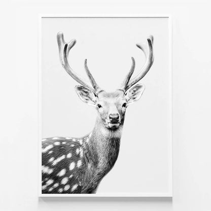 Fallow Deer