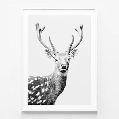 Fallow Deer