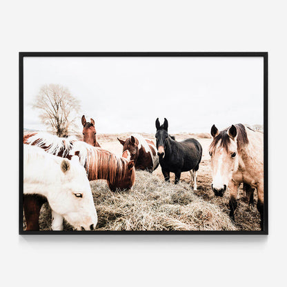 Feeding Horses