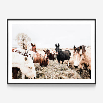 Feeding Horses