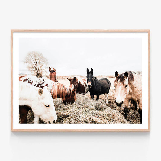 Feeding Horses