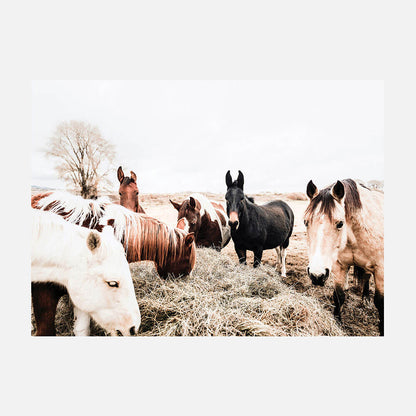 Feeding Horses