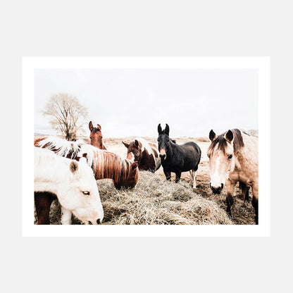 Feeding Horses