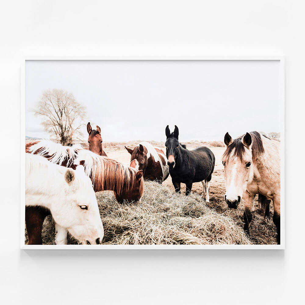 Feeding Horses
