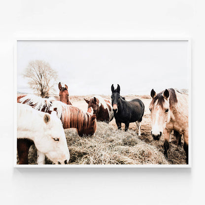 Feeding Horses