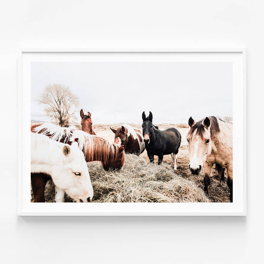 Feeding Horses
