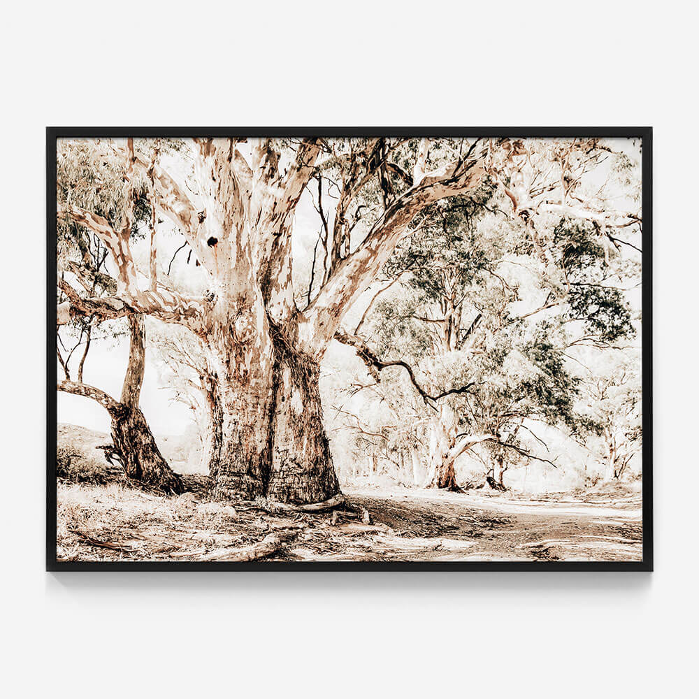 Flinders Ranges