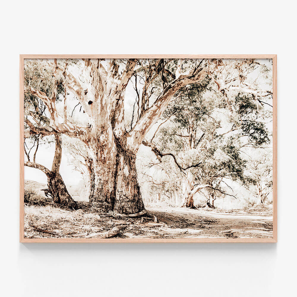 Flinders Ranges