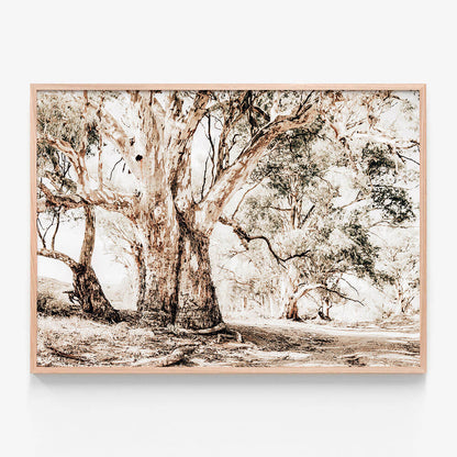 Flinders Ranges