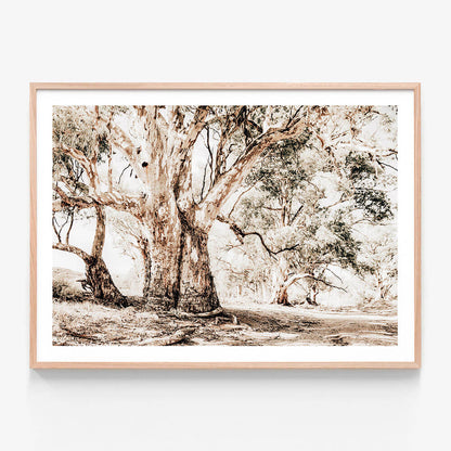 Flinders Ranges
