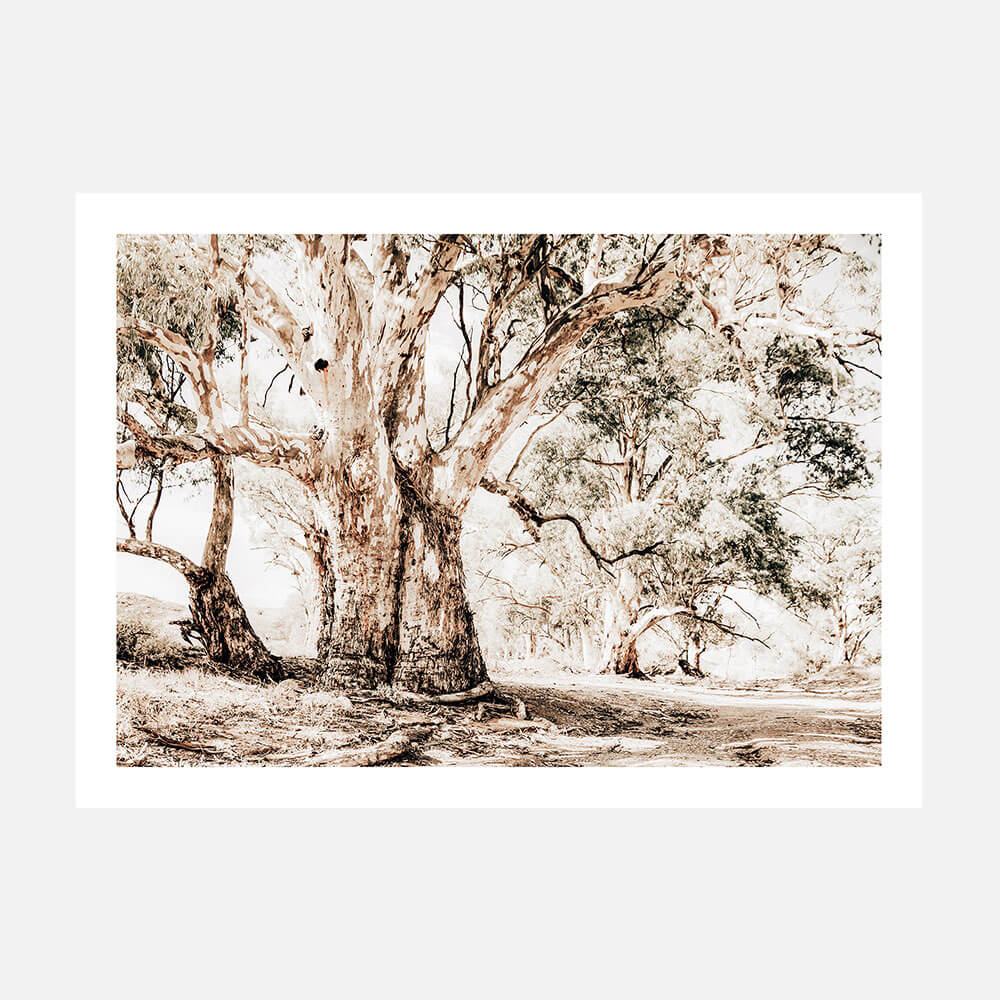 Flinders Ranges