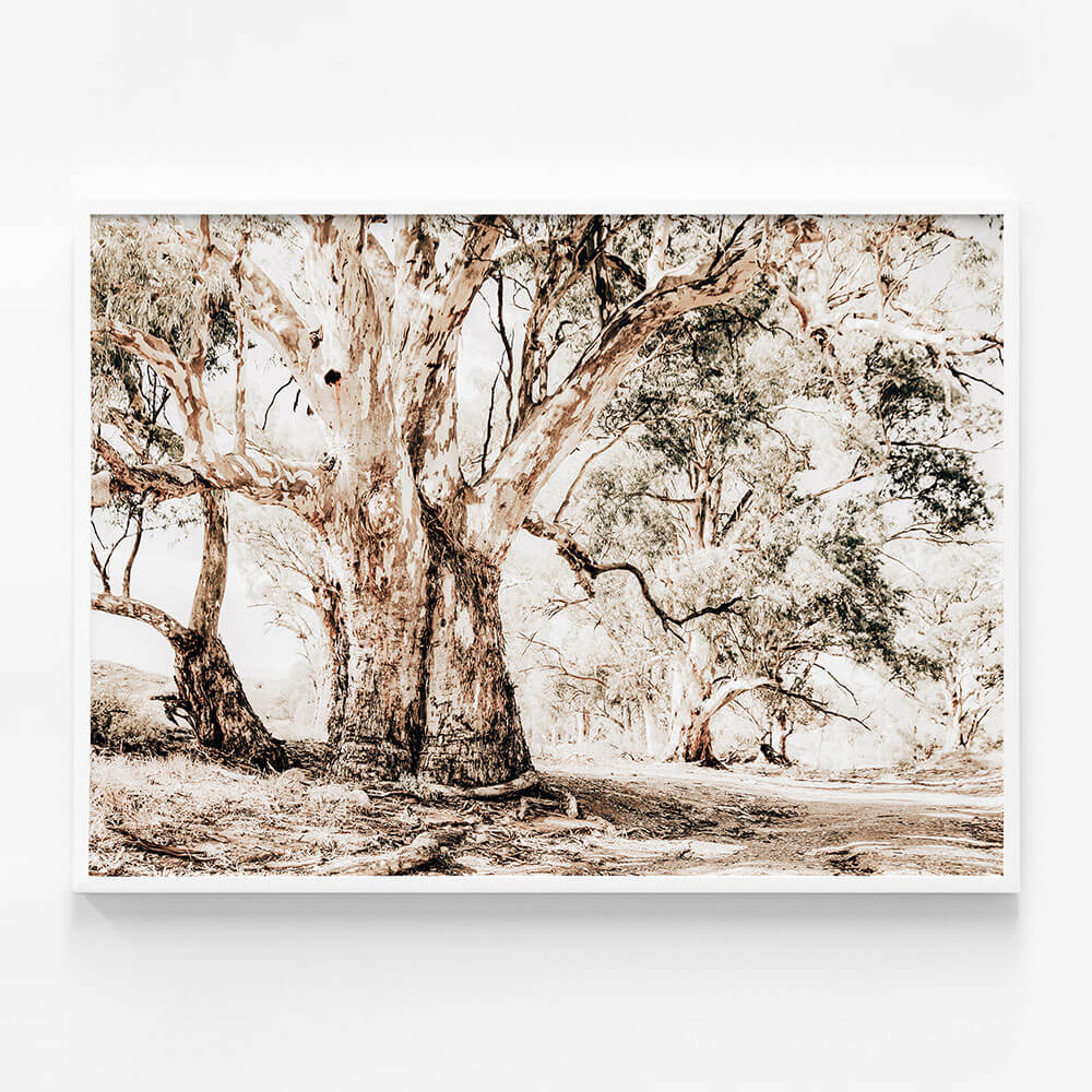 Flinders Ranges