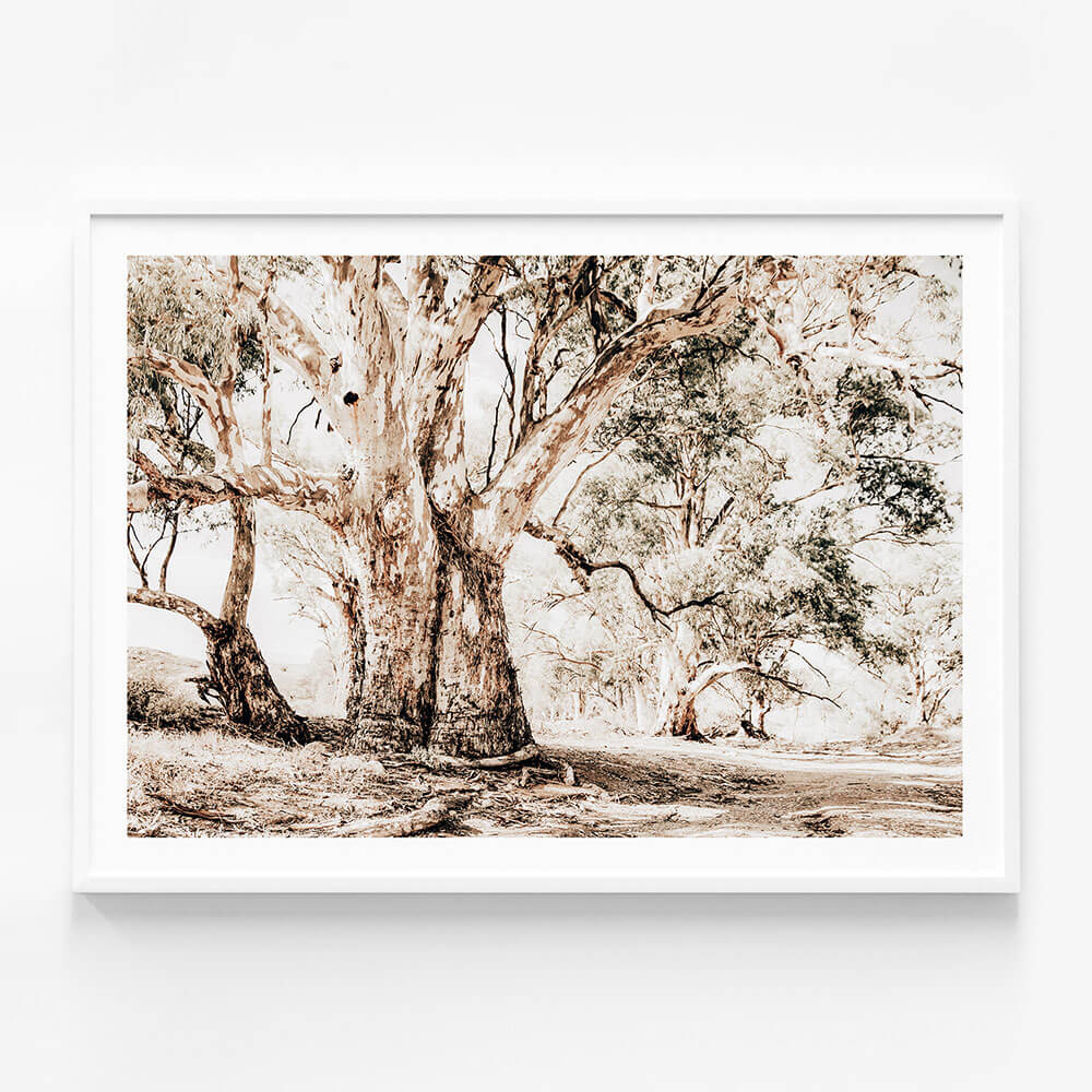 Flinders Ranges