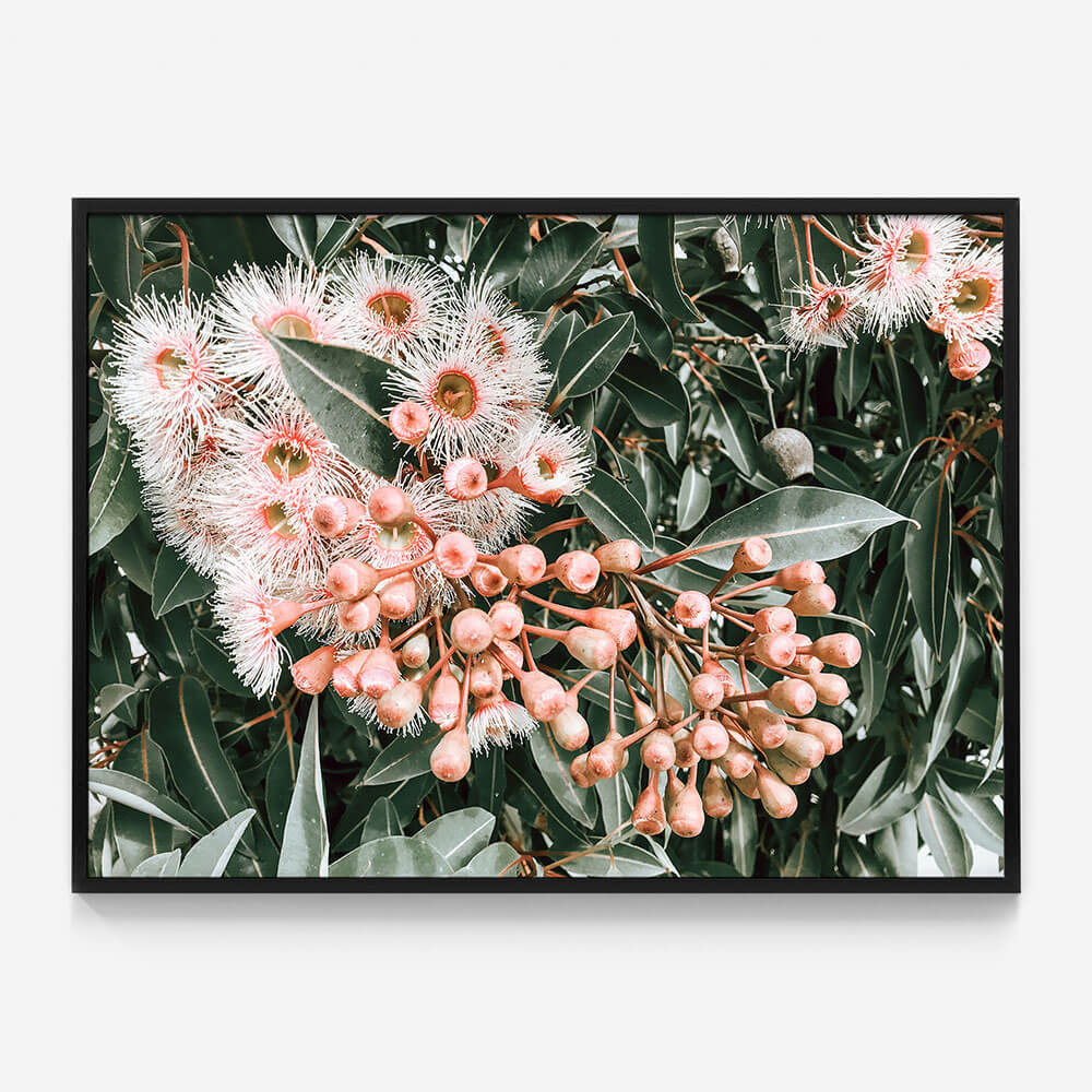 Flowering Gum