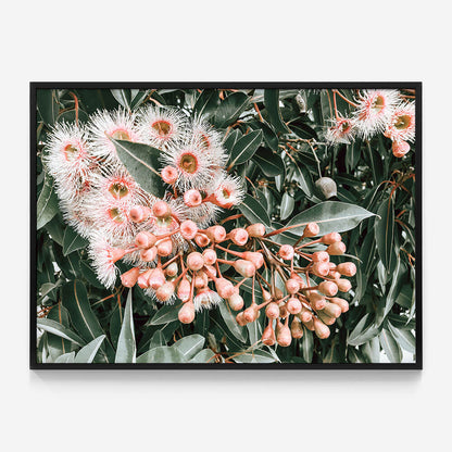 Flowering Gum