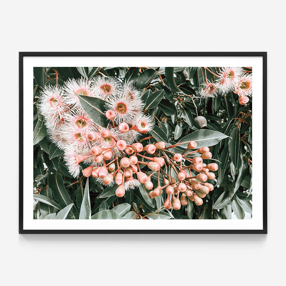 Flowering Gum