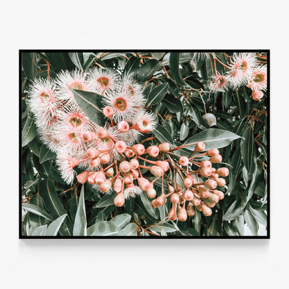 Flowering Gum Canvas