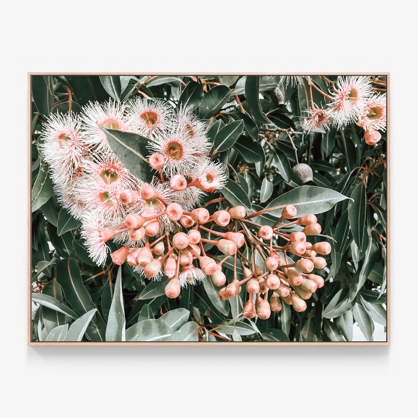 Flowering Gum Canvas print in oak frame