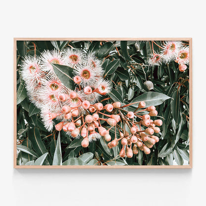Flowering Gum