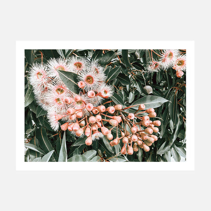 Flowering Gum