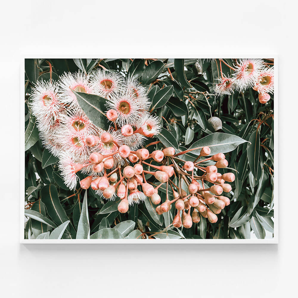Flowering Gum