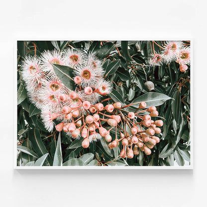 Flowering Gum