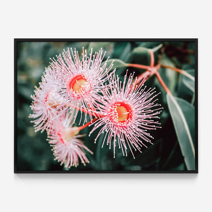 Flowering Native