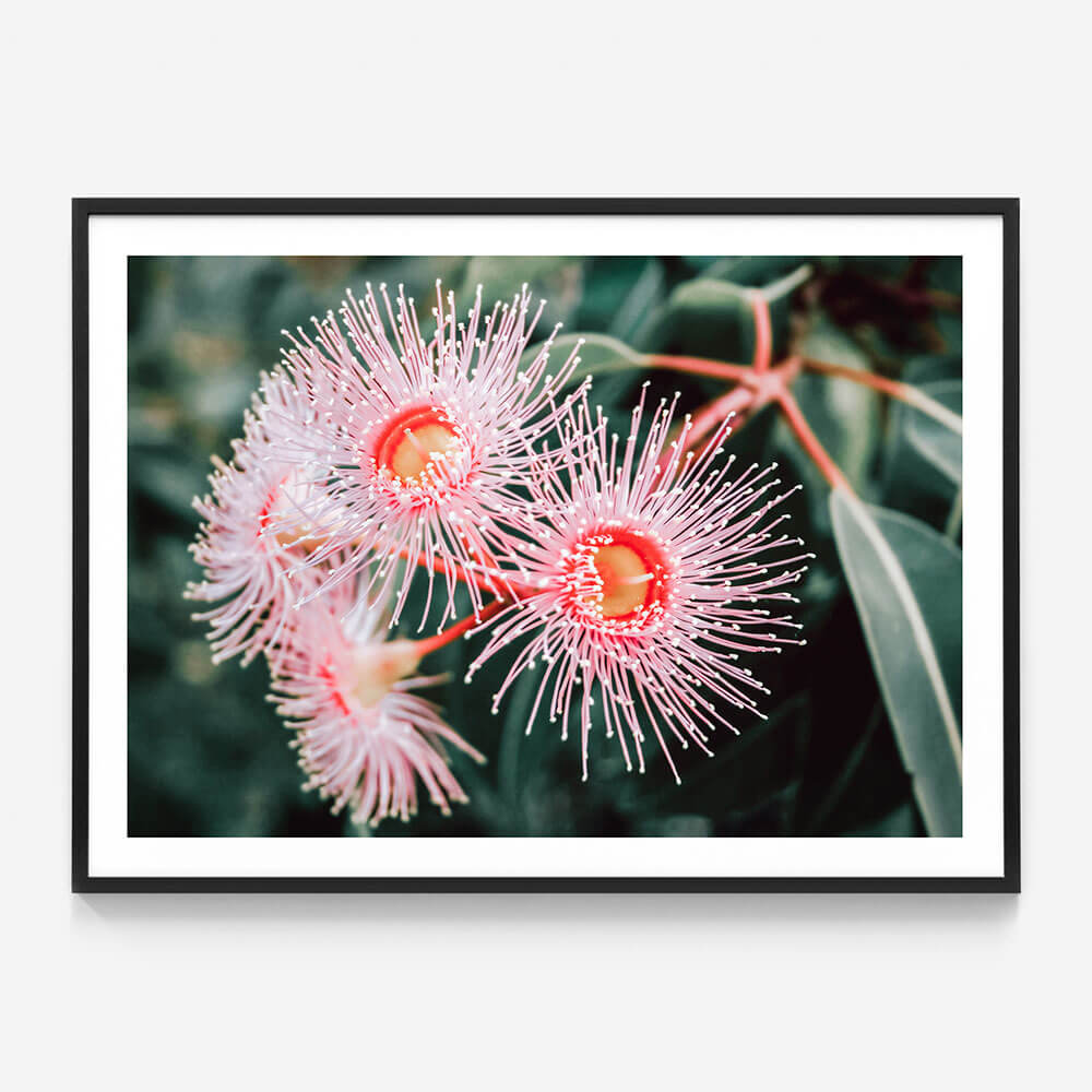 Flowering Native