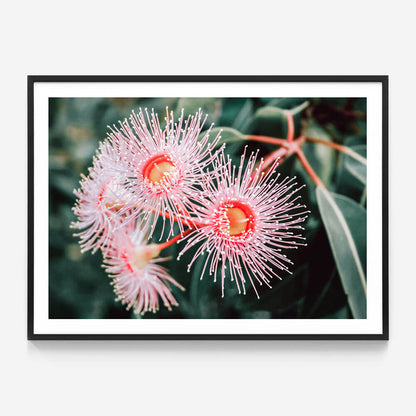 Flowering Native