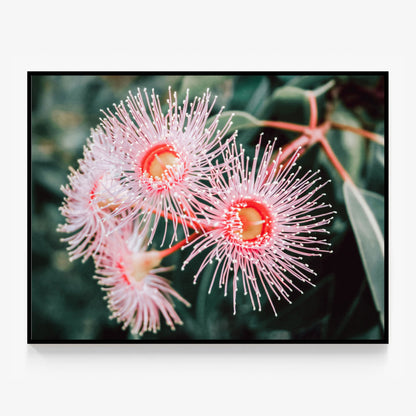 Flowering Native Canvas