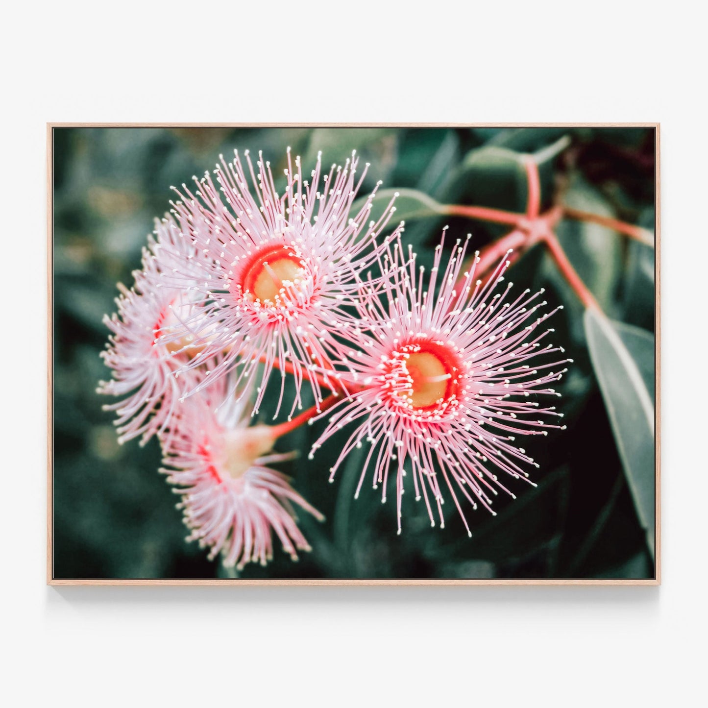Flowering Native Canvas print in oak frame