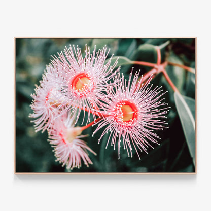 Flowering Native Canvas print in oak frame