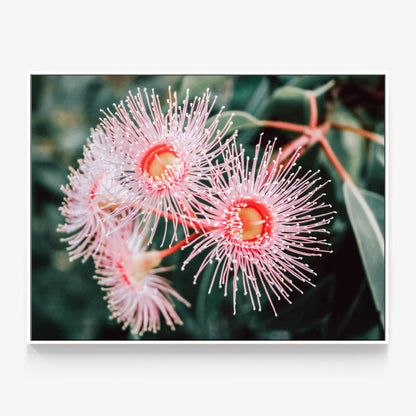 Flowering Native Canvas