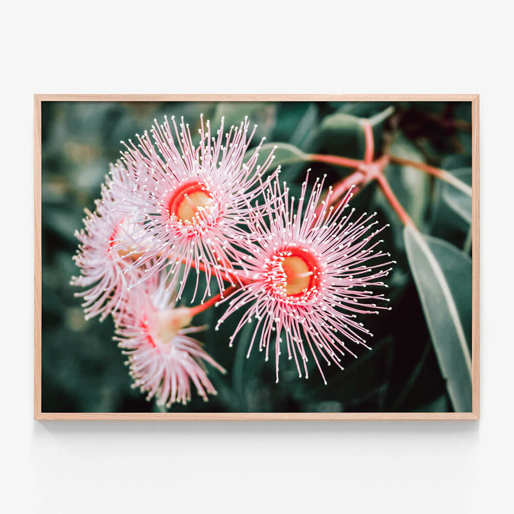 Flowering Native