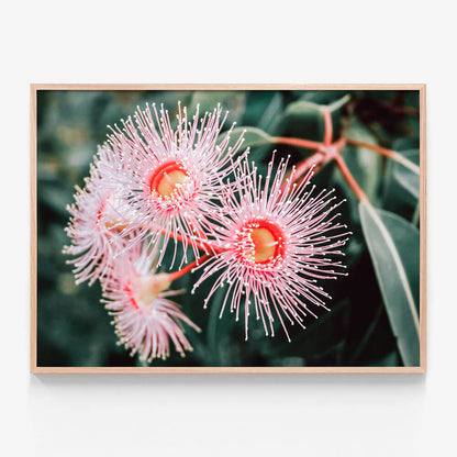 Flowering Native