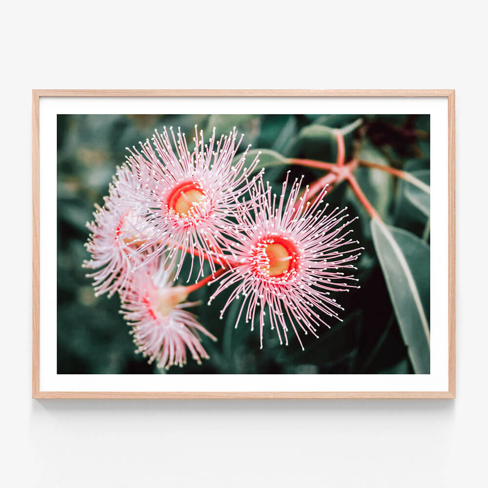 Flowering Native
