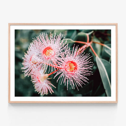 Flowering Native