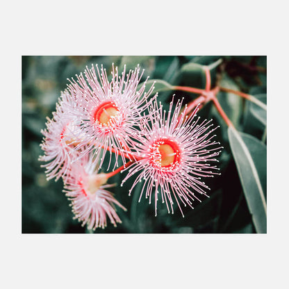 Flowering Native