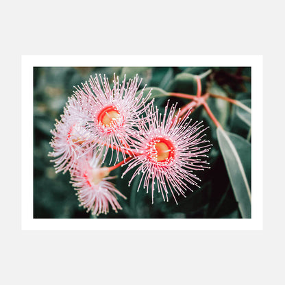 Flowering Native