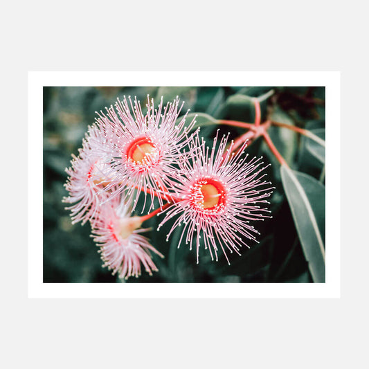 Flowering Native