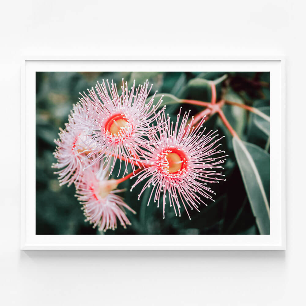 Flowering Native