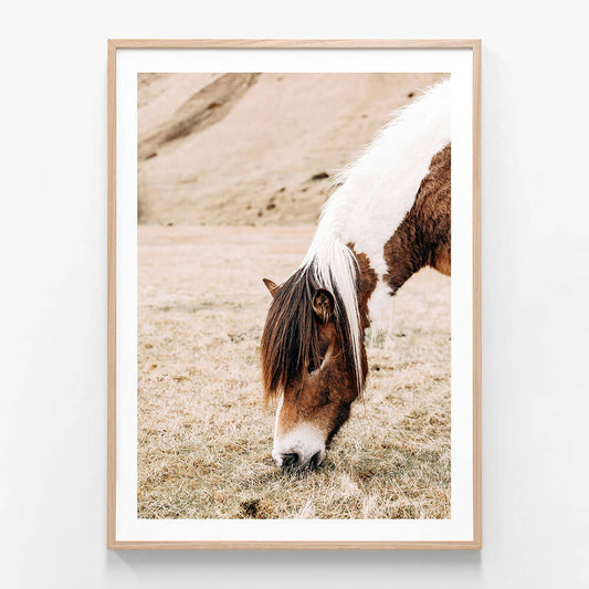 A framed print featuring a horse in a natural setting with a predominantly white and brown color palette.