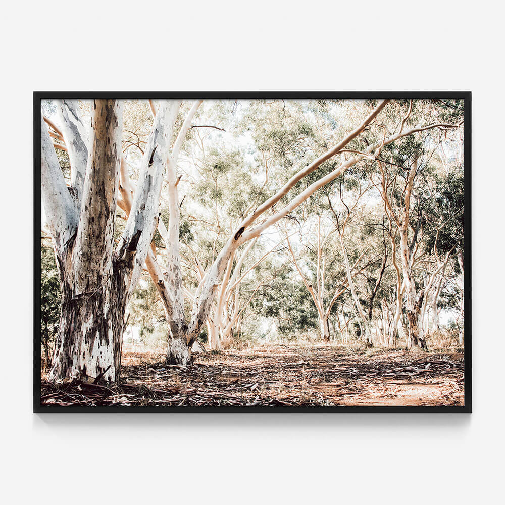 Forest Path