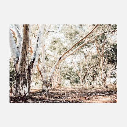 Forest Path