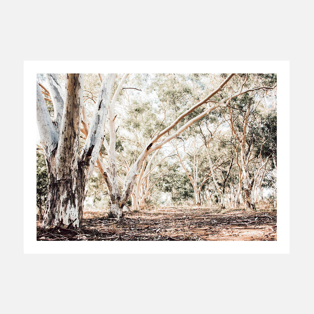 Forest Path