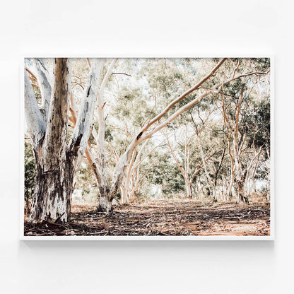 Forest Path