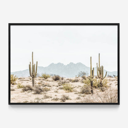 Four Peaks Saguaros