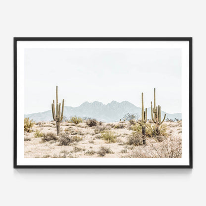 Four Peaks Saguaros