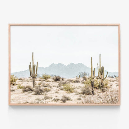 Four Peaks Saguaros