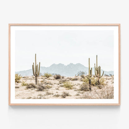 Four Peaks Saguaros